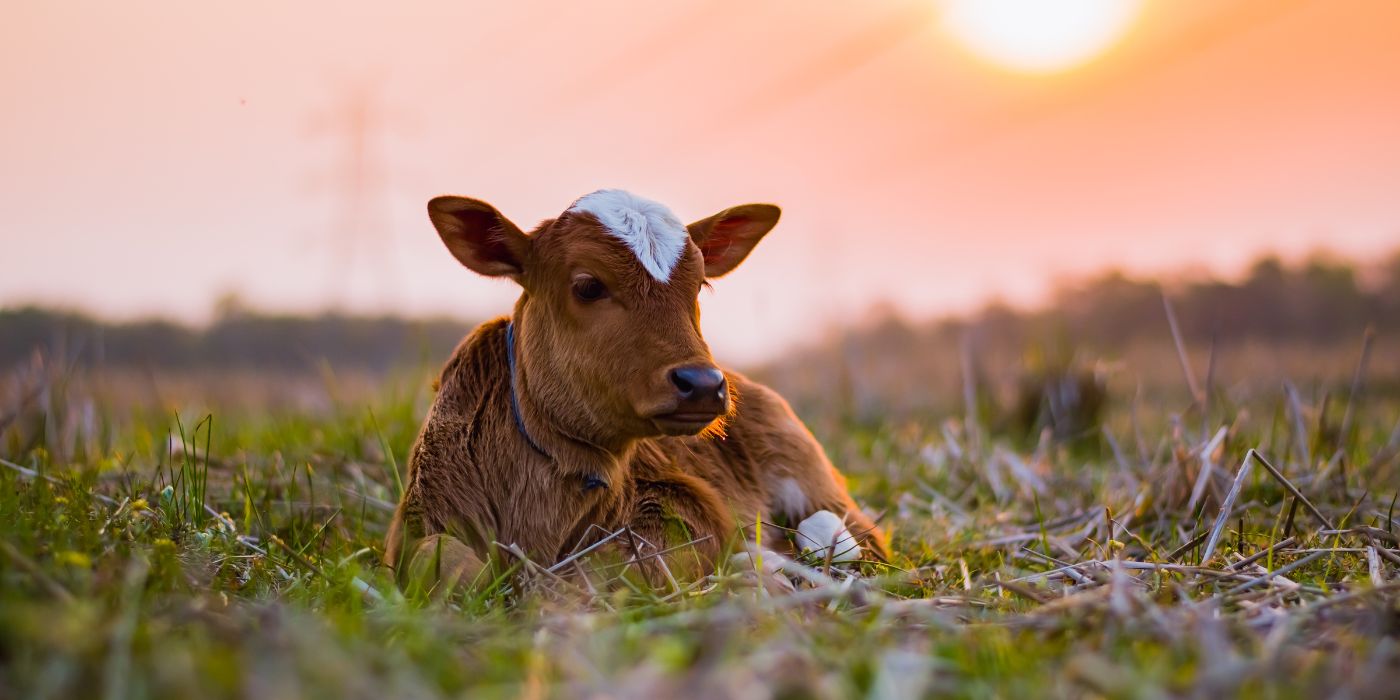 A calf laying in the grass