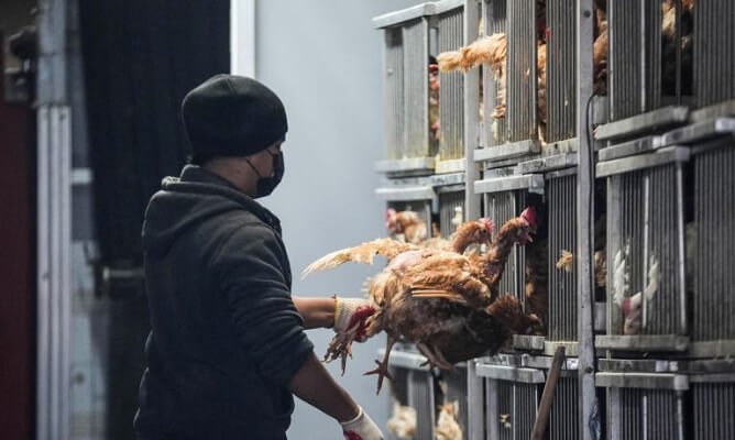 A man dressed in black grabbing two chickens from a metal cage by the feet.