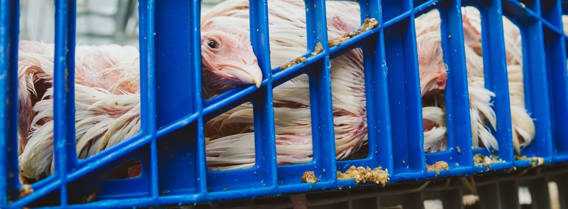 A wet white chicken laying in a blue plastic crate.