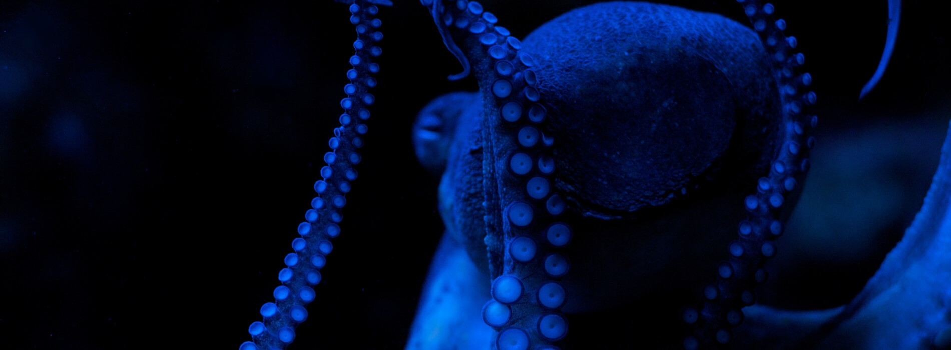 A close-up of an octopus raising his arms and showing his suckers against a black background.