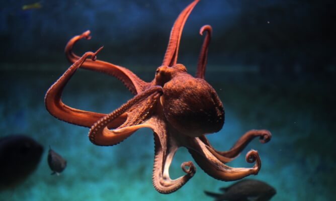 An orange octopus floating in blue water with his arms spread out and two fish swimming behind him.