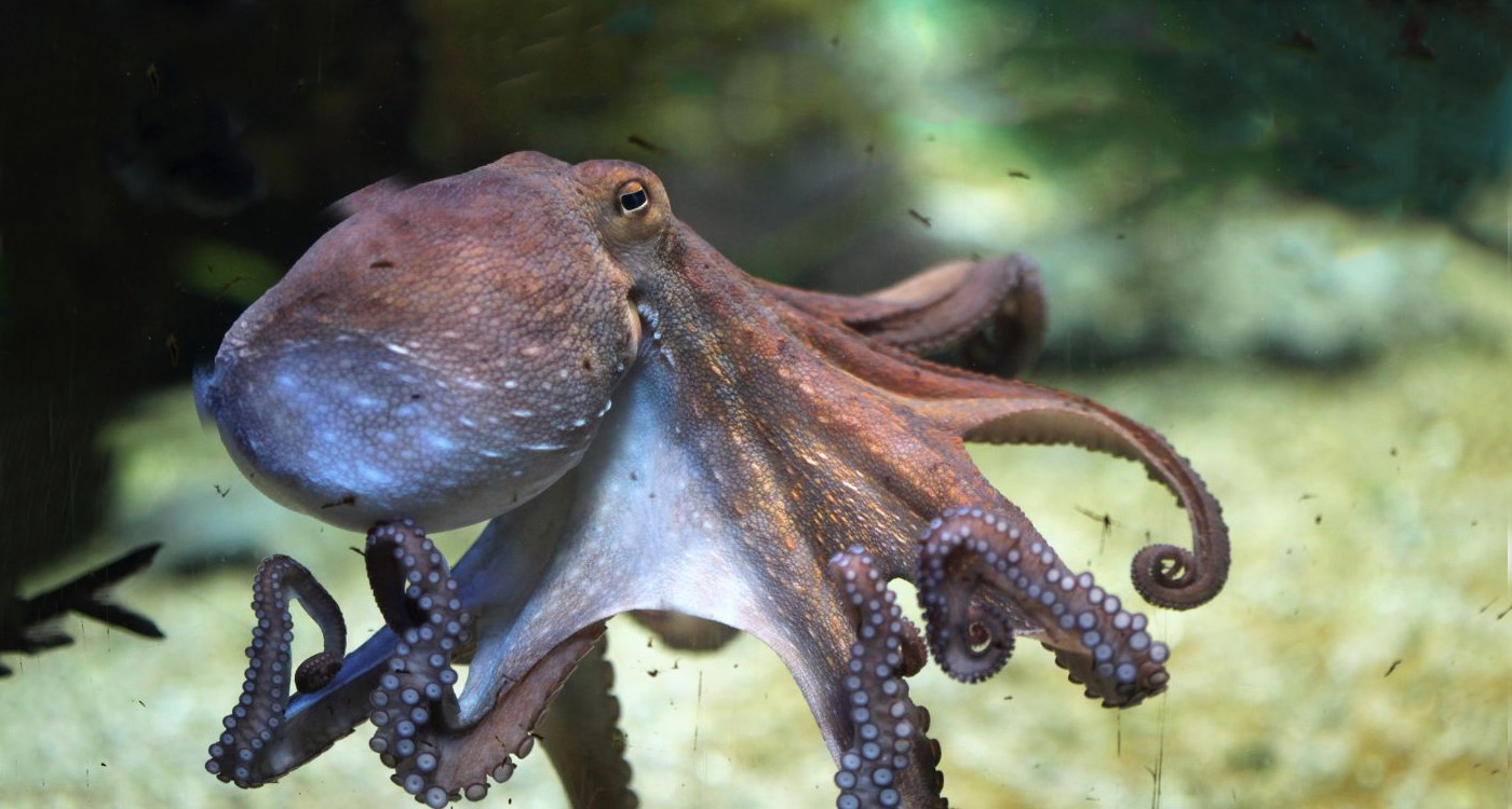 A brown octopus looking at the camera from behind a glass tank wall.