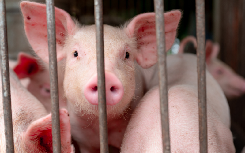 Piglet trapped behind bars of cage in factory farm.