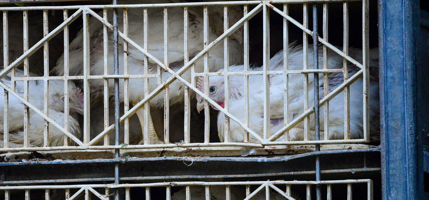 Sad looking caged chickens living in overcrowded and cramped conditions