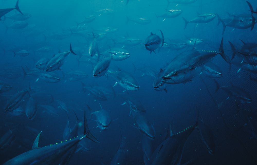 Tuna swimming in a net pen,
