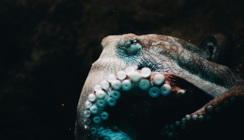 Closeup of octopus against black background