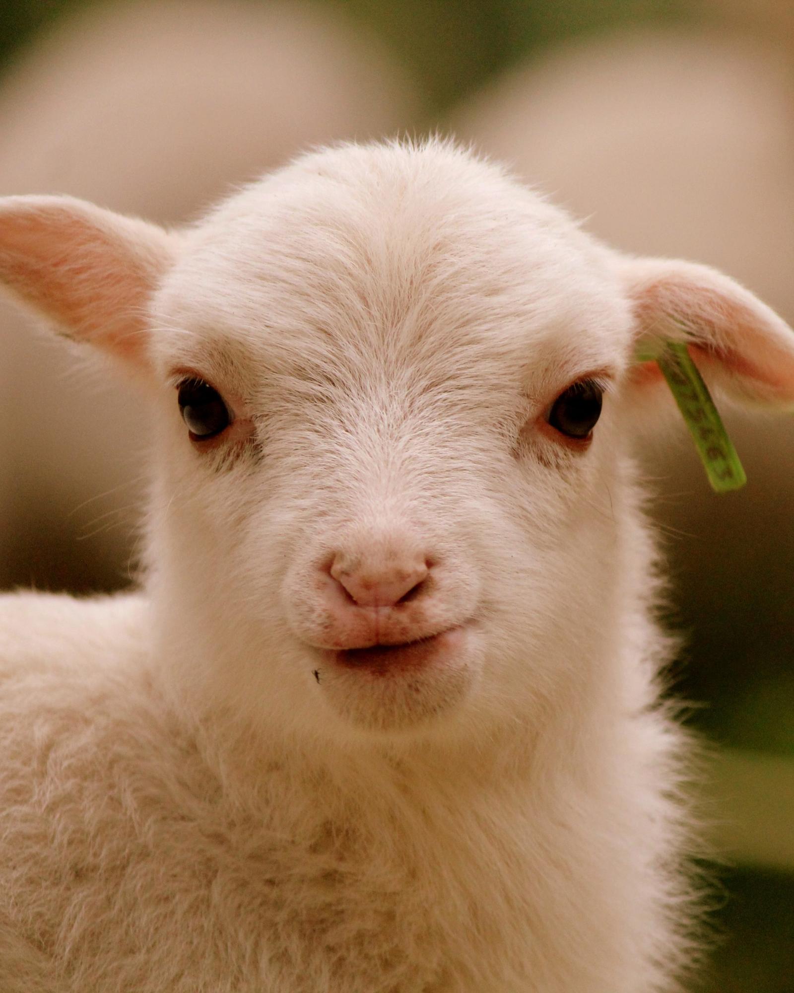 Closeup of tiny lamb with tag in ear