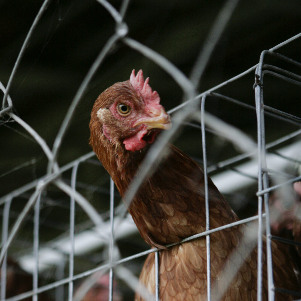 Hen behind bars of cage