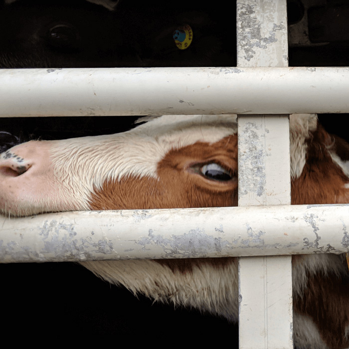 frightened calves in transport truck biting at the bars