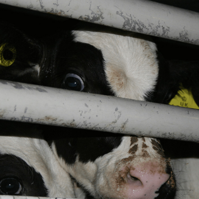 frightened calves in transport truck.