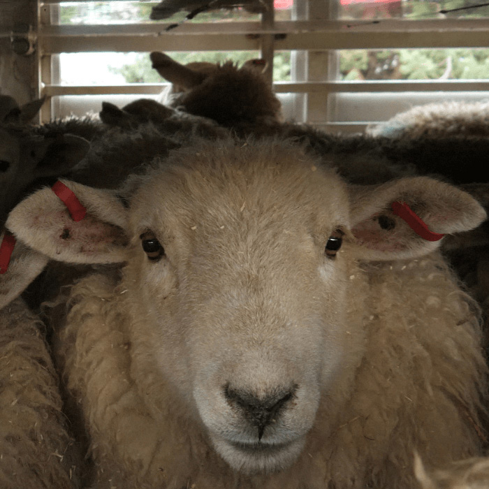sheep packed into a transport truck.