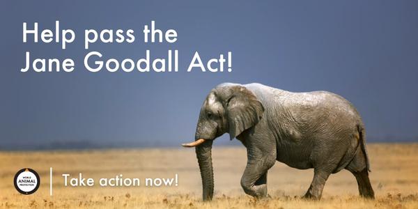 La Loi de Jane Goodall protégerait les animaux sauvages en captivité et la  sécurité publique : sénateur Klyne