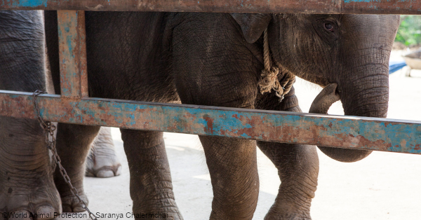 Donate | World Animal Protection Canada