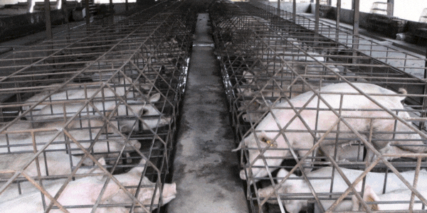 From suffering... to sanctuary. Fighting for a better future for animals.