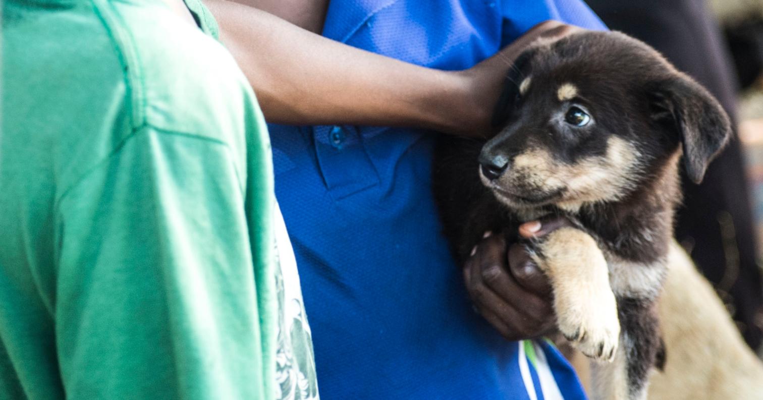 Donate | World Animal Protection Canada