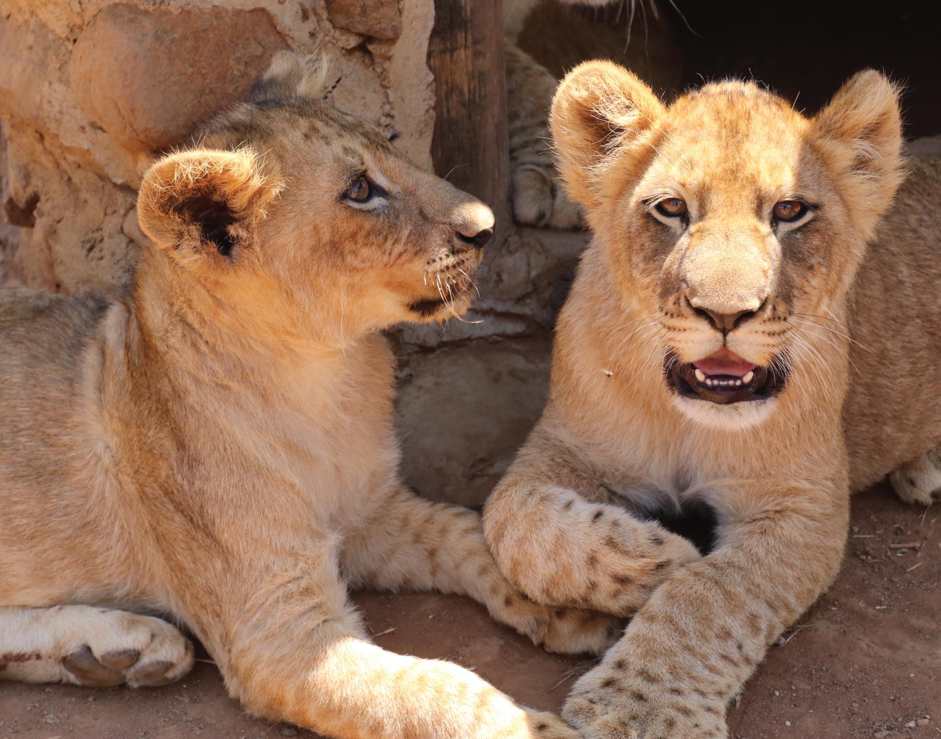 Donate | World Animal Protection Canada