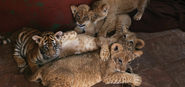 Lion cubs in South Africa 