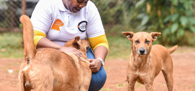 Donate | World Animal Protection Canada