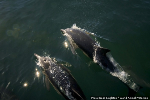 Dolphins swimming in the wild