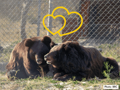 Brune and Bardy at Balkasar Bear Sanctuary