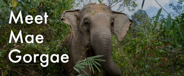 Meet Mae Gorgae, rescued elephant