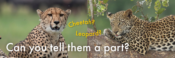 Can you tell them a part?