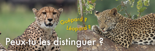 Erreur d’identité dans la nature