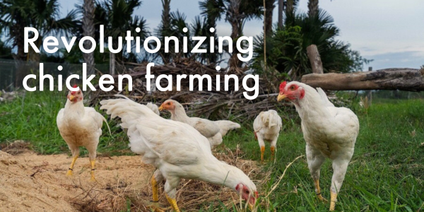 Revolutionizing chicken farming