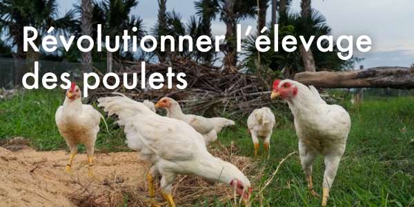 Révolutionner l’élevage des poulets 