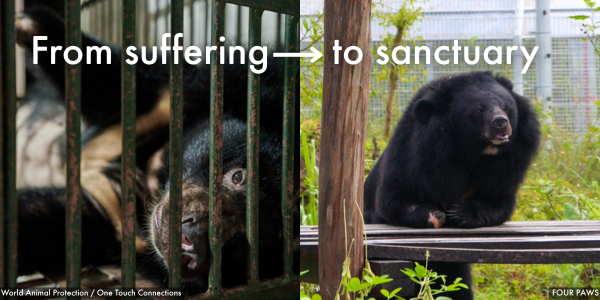 From suffering to sanctuary