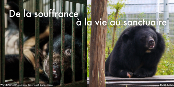 De la souffrance à la vie au sanctuaire 