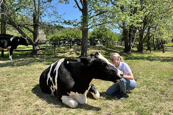 World Animal Protection staff petting a cow at a sanctuary