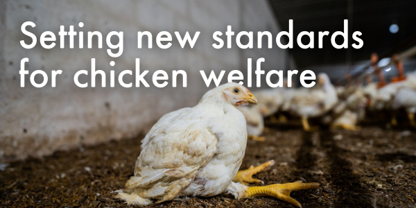 Setting new standards for chicken welfare