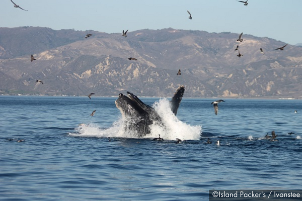 Humpback whales breaching