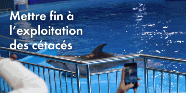 Mettre fin à l’exploitation des cétacés