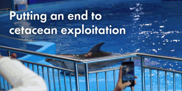 Putting an end to cetacean exploitation