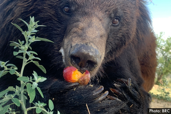 A bear at Balaksar sanctuary enjoying a fresh nectarine treat! 