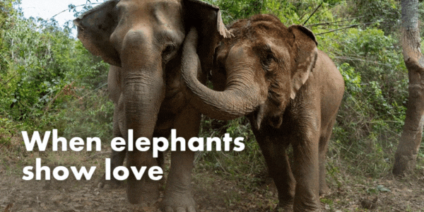 When elephants show love