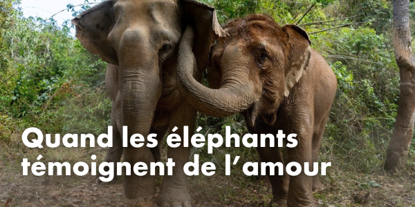 Quand les éléphants témoignent de l’amour