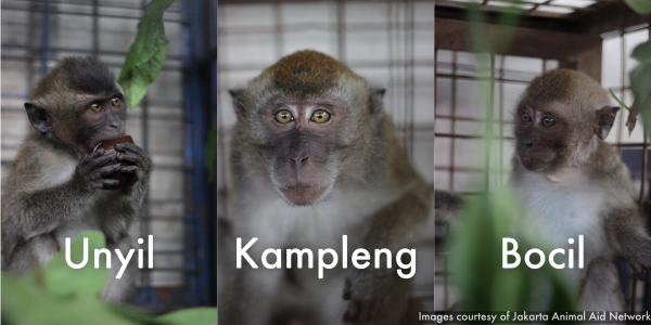 Unyil, Kampleng, and Bocil. Monkeys rescued from cruelty.