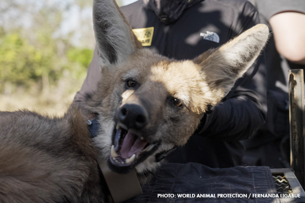 A maned wolf getting fitted for a radio collar