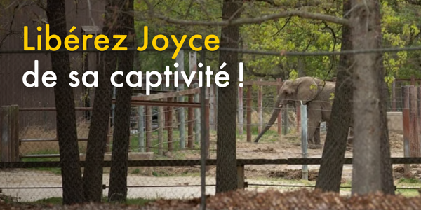Sauvons Joyce de la captivité!