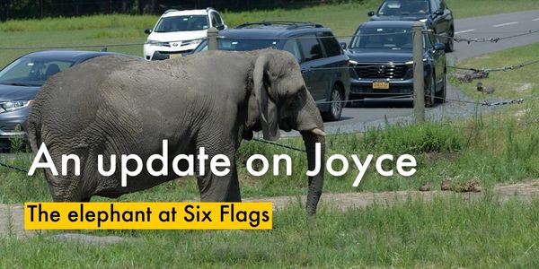 An update on Joyce: the elephant at Six Flags 