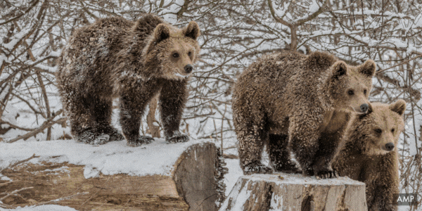 Aider les ours à travers le monde 