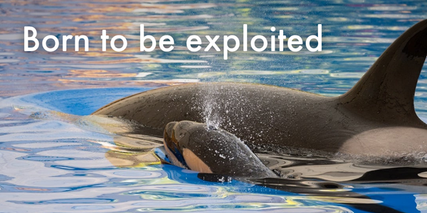 Born to be exploited