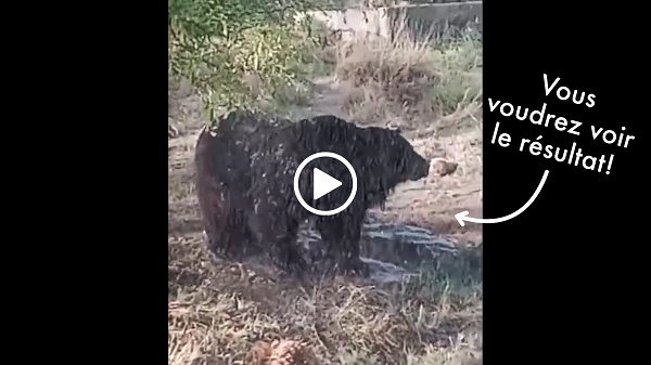 Vous voudrez voir le résultat! 