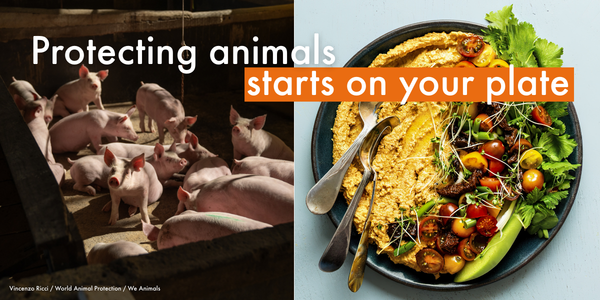Protecting animals starts on your plate