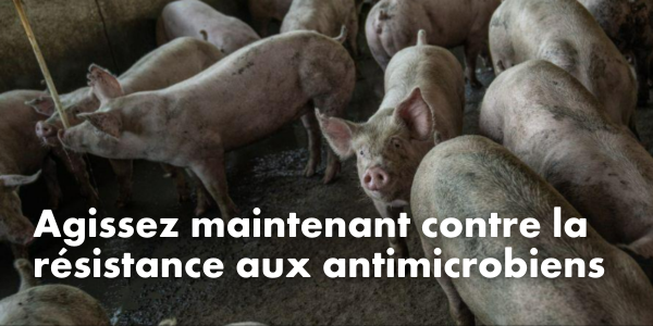 Agissez maintenant contre la résistance aux antimicrobiens