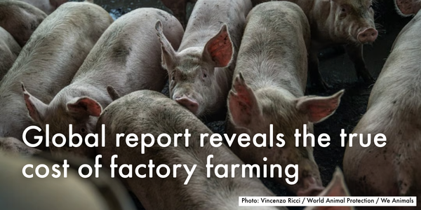 Global report reveals the true cost of factory farming 