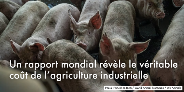 Un rapport mondial révèle le véritable coût de l’agriculture industrielle 